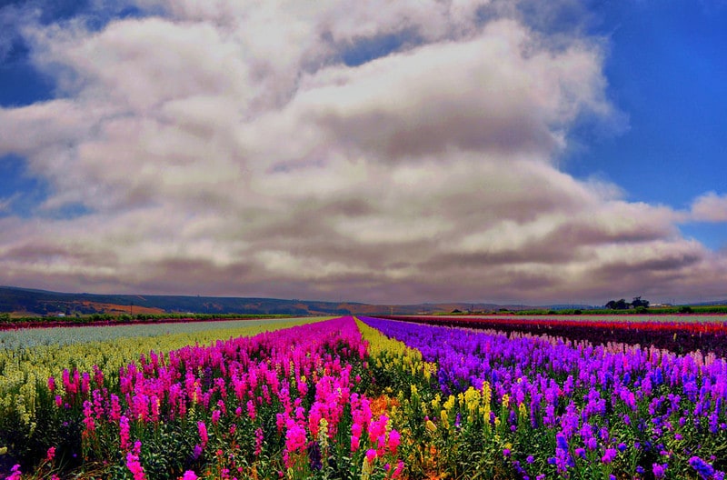 Flower field near Lompoc