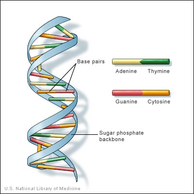 DNA structure