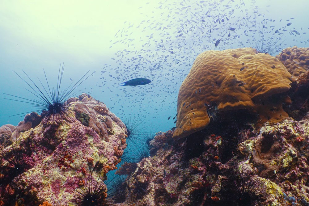 Corals underwater