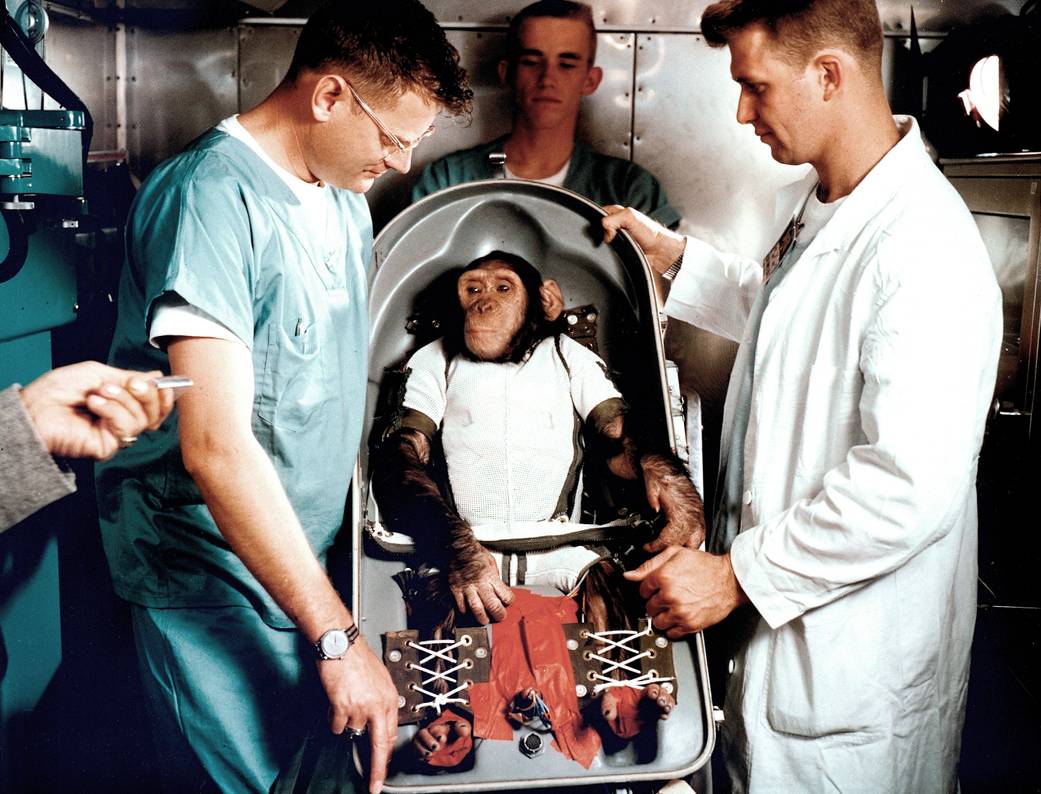 Ham the Astrochimp