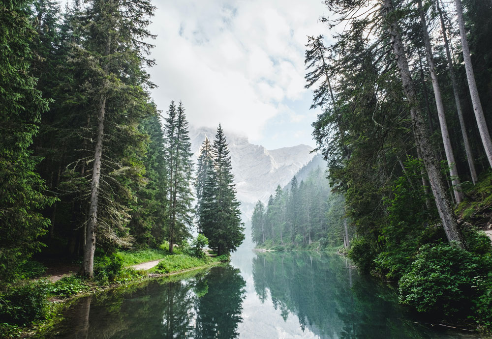 Calm river and trees