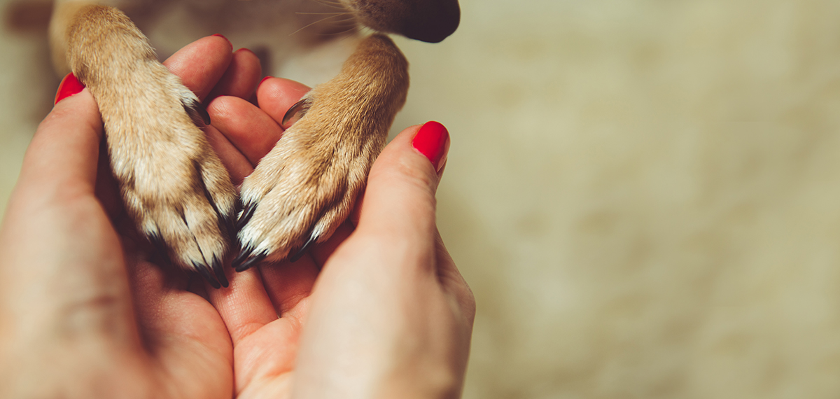 Hands and paws