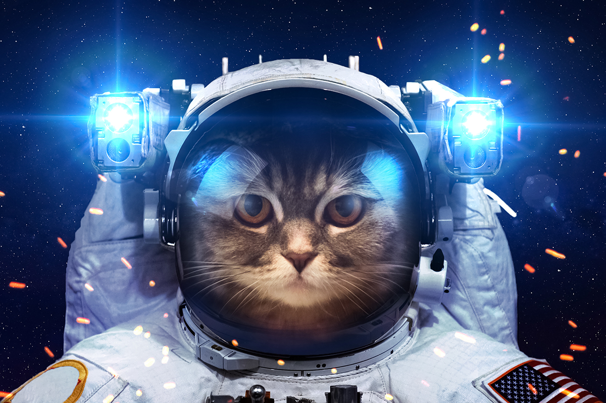 cat_astronaut.jpg