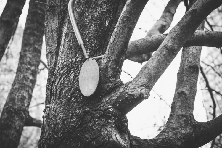 memorial tree with a tag