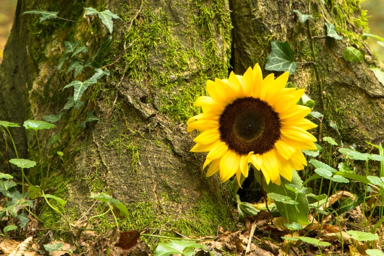 sunflower in a forest cemetery