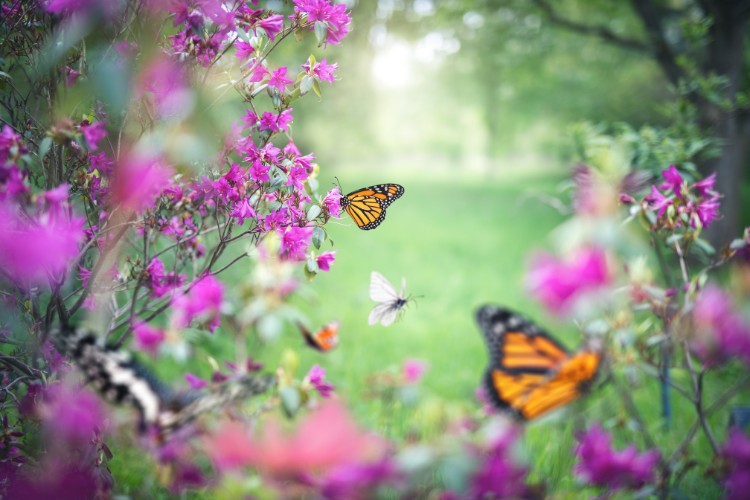 a beautiful garden with a lot of butterflies