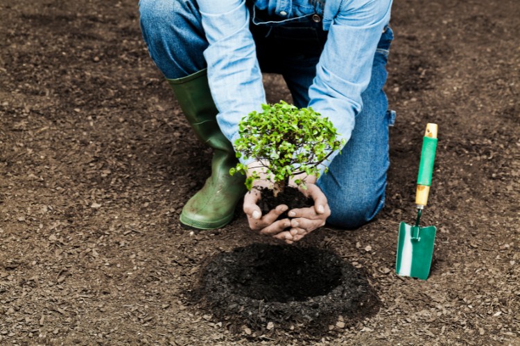 man planting a memorial tree