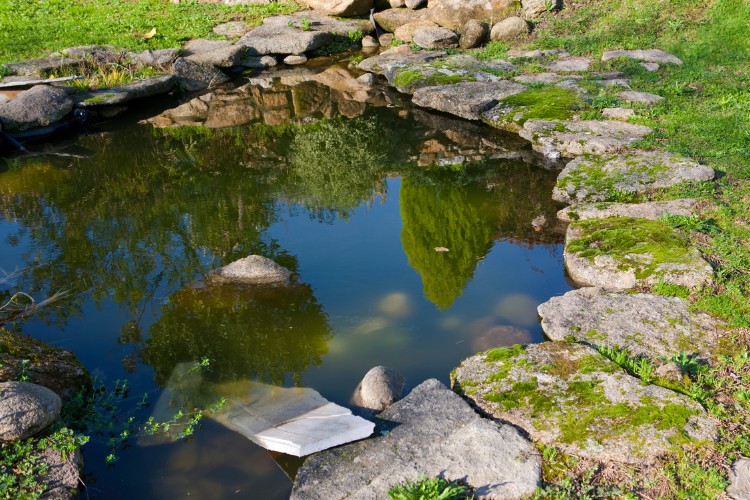 small pond