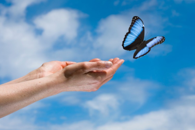 Hands releasing a butterfly as a symbolic memorial gesture