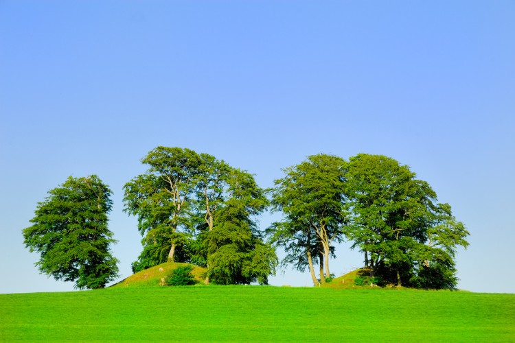 Scenic green burial site with grassy mounds and mature trees
