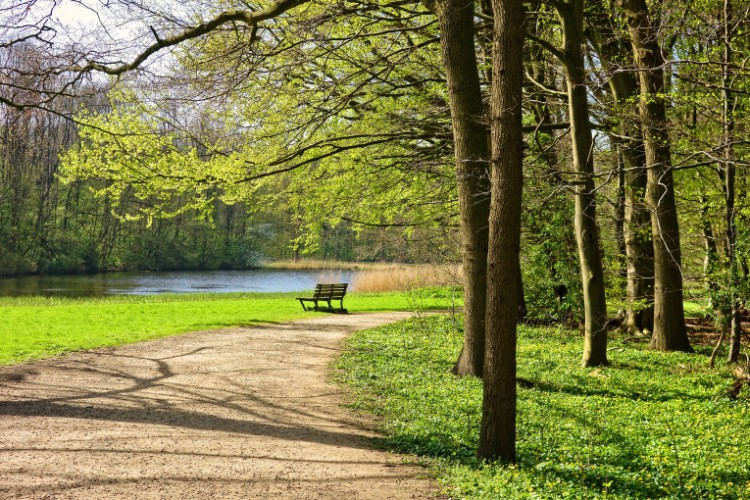 Peaceful park with trees and walking path and pond as a celebration of life venue